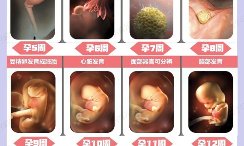 【孕妇梦见狗生四只小狗崽】孕妇梦到自家的狗生了几个狗宝宝 - 孕妇梦见狗生四只小狗网