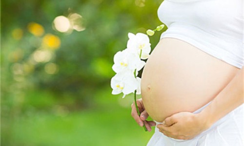 孕妇梦见狗生四只小狗什么意思-【孕妇梦见狗生四只小狗崽】孕妇梦到自家的狗生了几个狗宝宝 - 孕妇梦见狗生四只小狗网